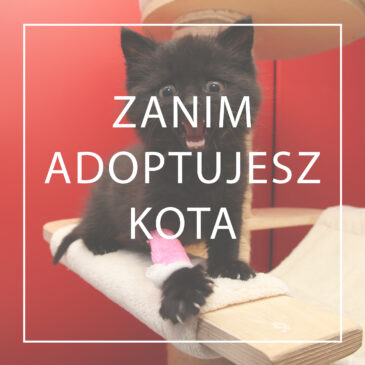Zanim adoptujesz/kupisz kota – przemyśl to